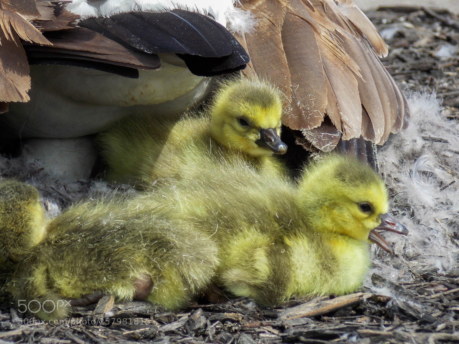 Nikon Coolpix L810 sample photo. View of chicks. photography