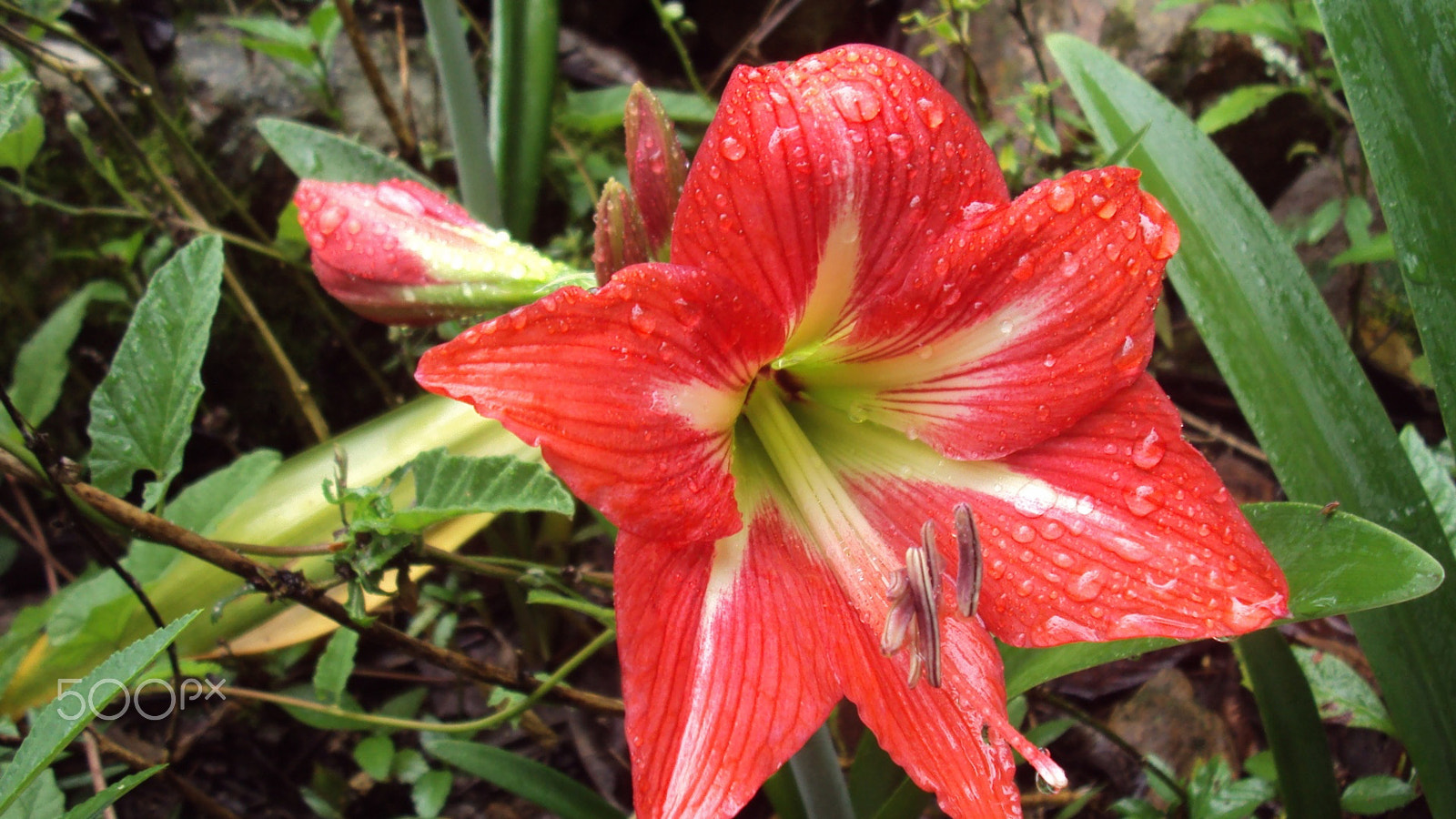 Sony Cyber-shot DSC-S930 sample photo. Macro shot of red flowers. photography