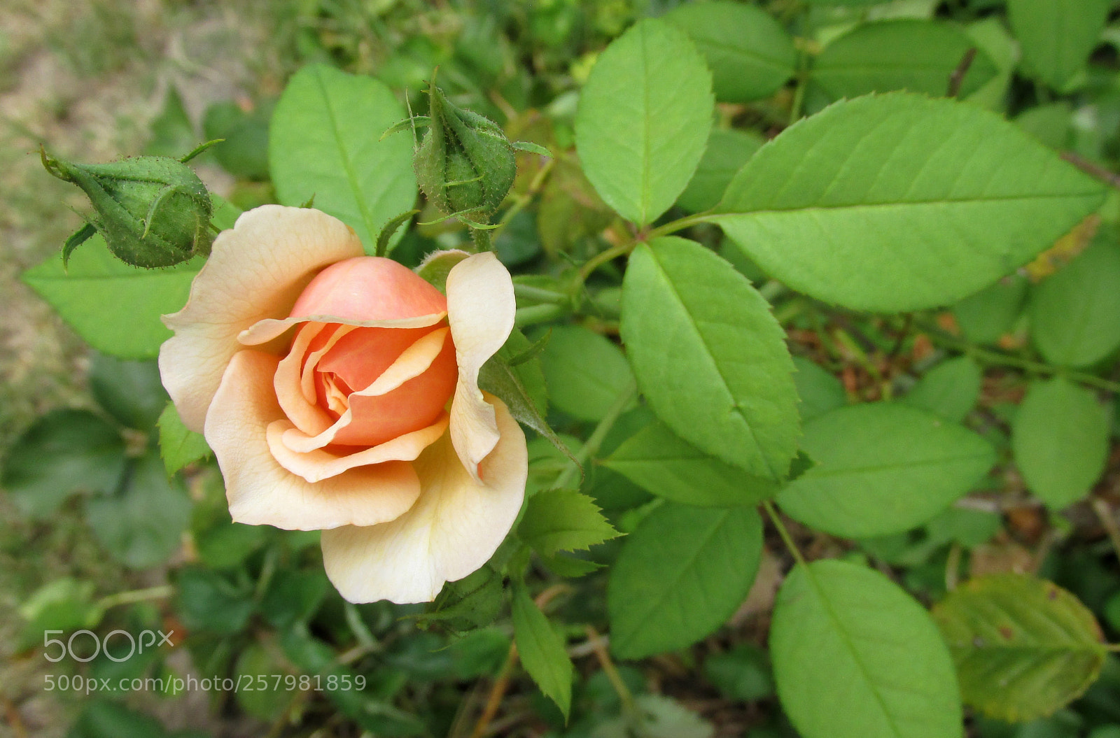 Canon PowerShot SX170 IS sample photo. Macro shot of pink photography