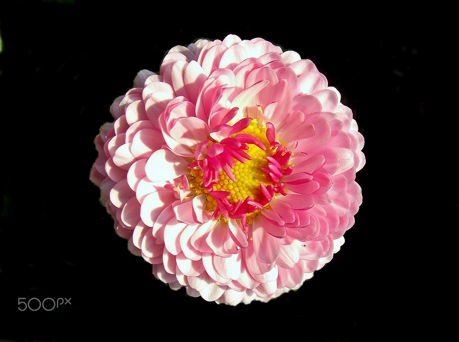 FujiFilm FinePix S1600 (FinePix S1770) sample photo. Macro shot of pink flowers. photography