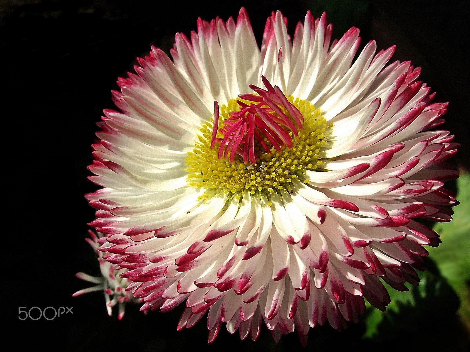 FujiFilm FinePix S1600 (FinePix S1770) sample photo. Macro shot of pink flowers. photography