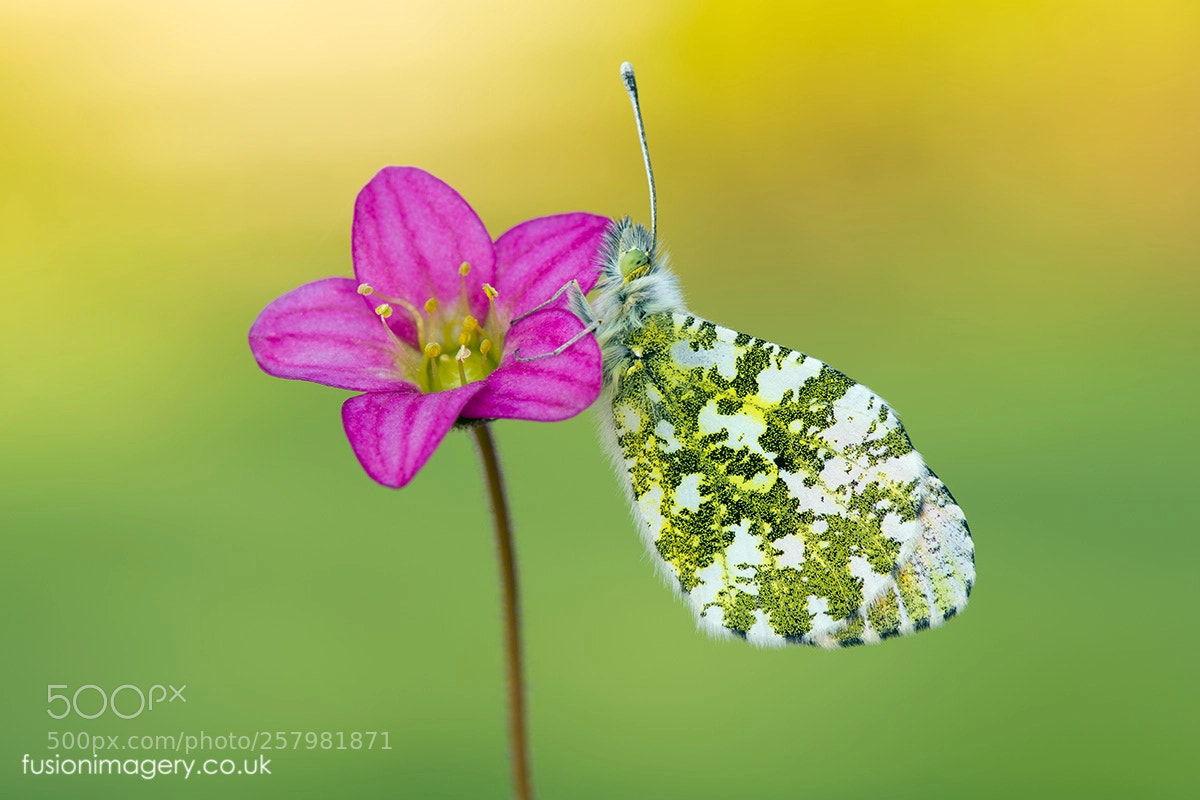 Nikon D850 sample photo. Orange tip photography