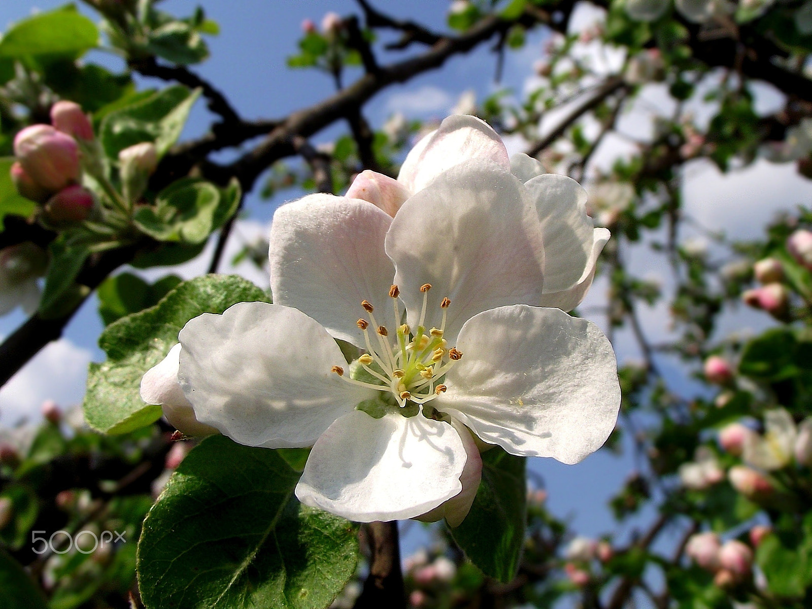 FujiFilm FinePix S1600 (FinePix S1770) sample photo. Macro shot of white flowers. photography