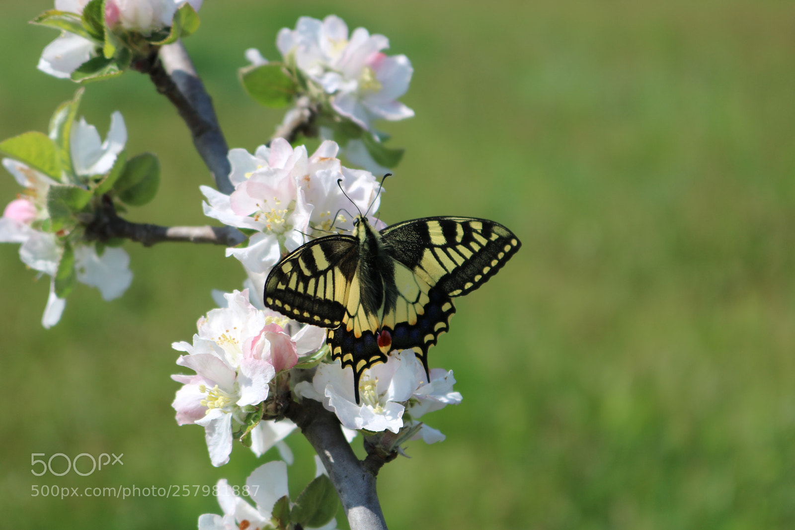 Canon EOS 750D (EOS Rebel T6i / EOS Kiss X8i) sample photo. View of butterfly on photography
