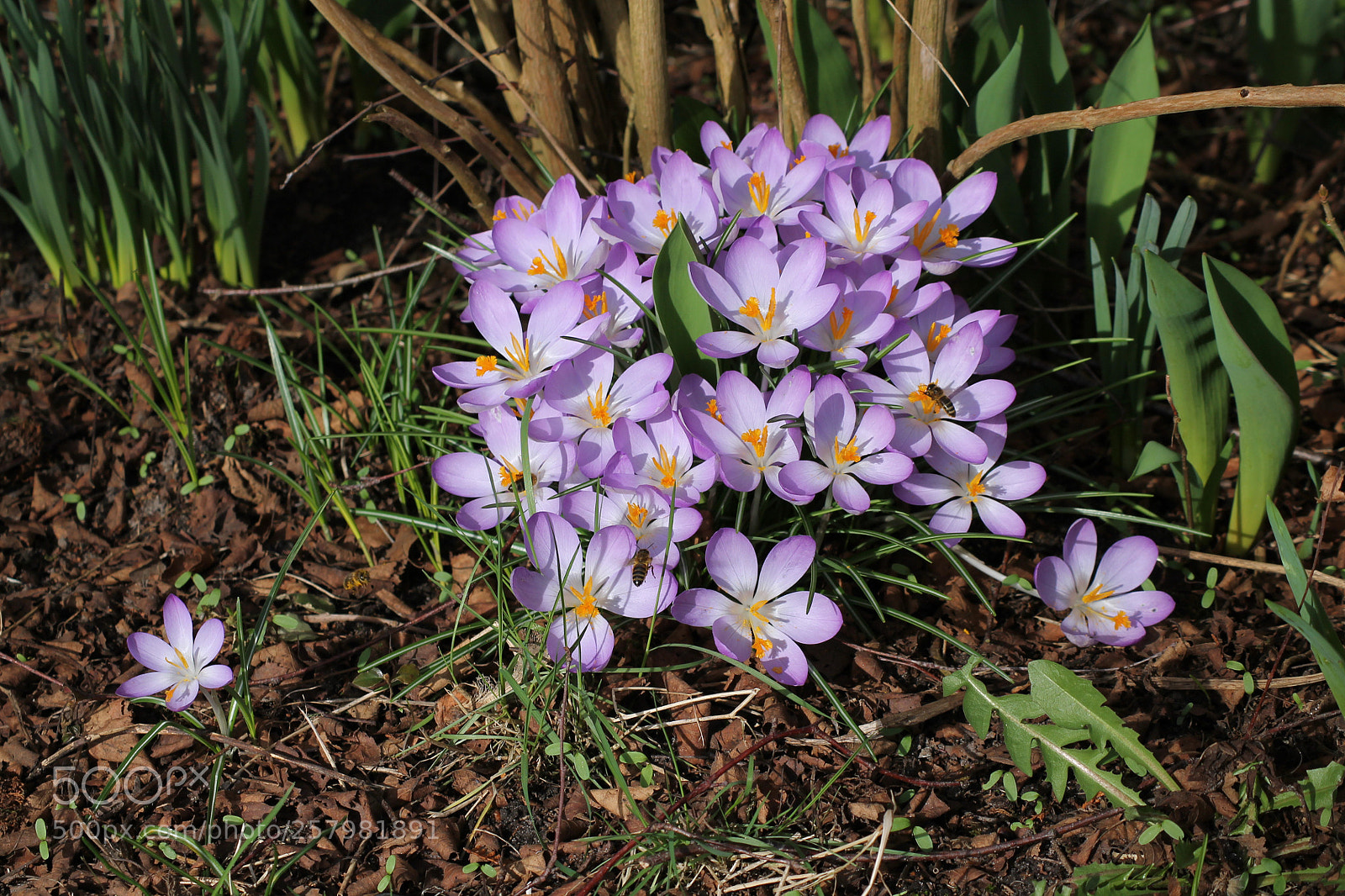 Canon EOS 1100D (EOS Rebel T3 / EOS Kiss X50) sample photo. View of purple flowers. photography