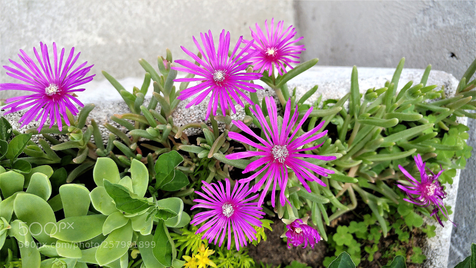 LG G5 sample photo. View of pink flowers. photography