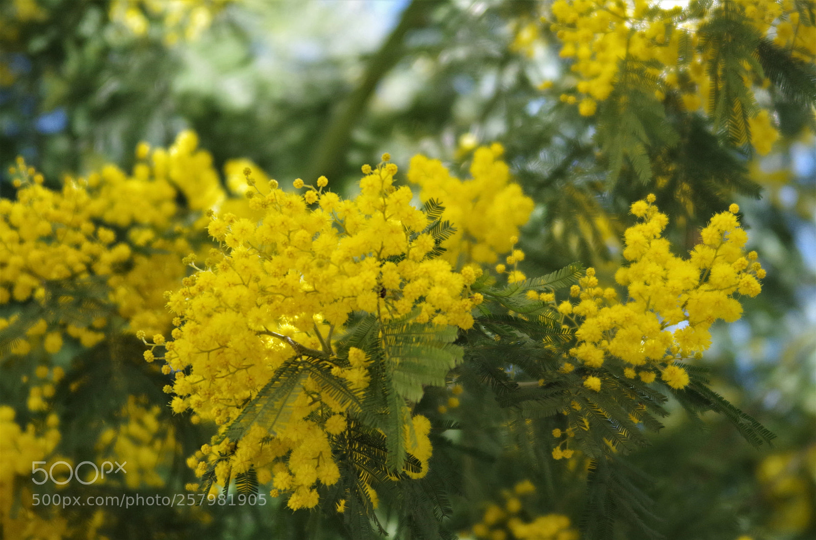Pentax K-50 sample photo. View of yellow flowers, photography