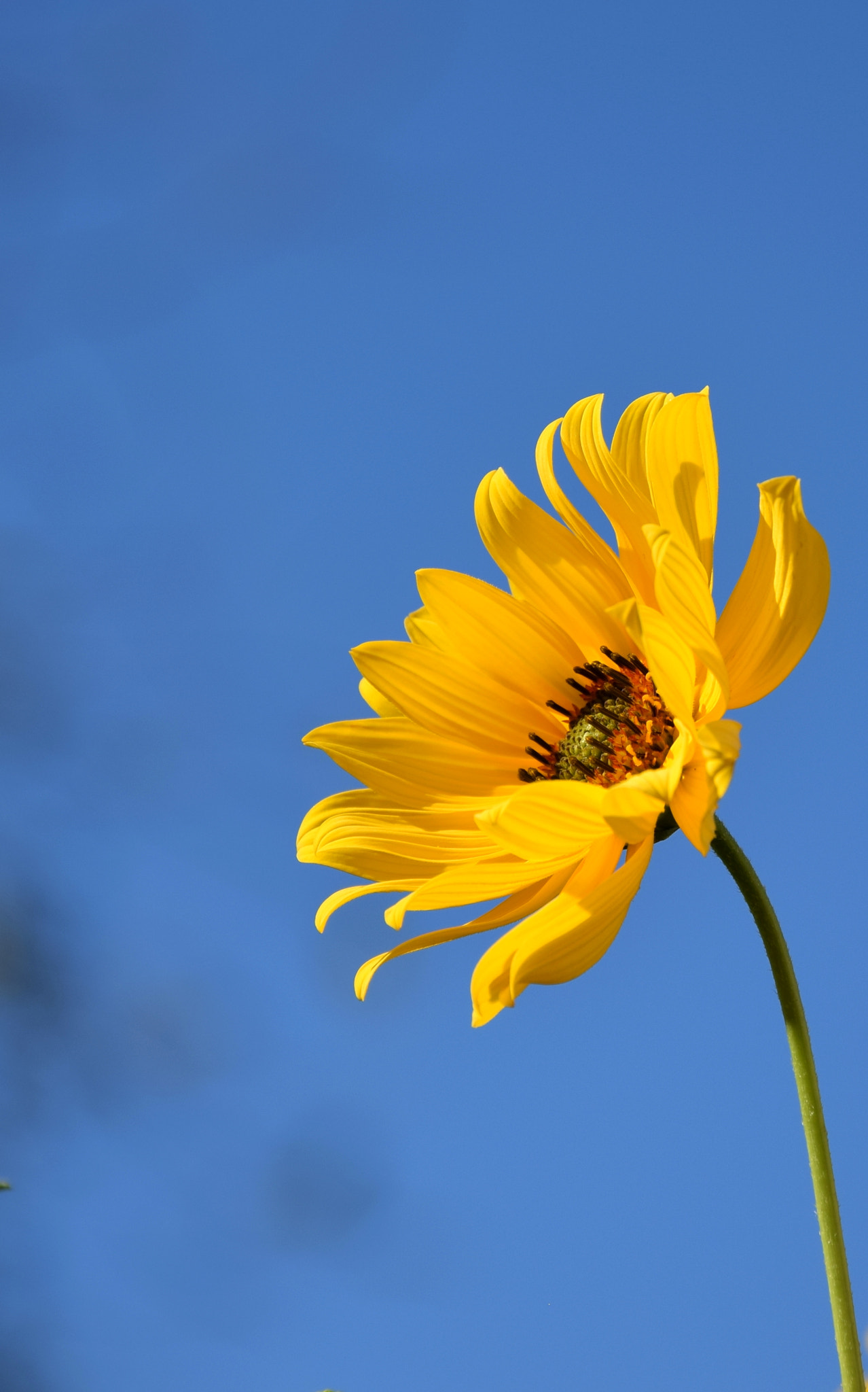 Nikon D3300 sample photo. Sunny photography