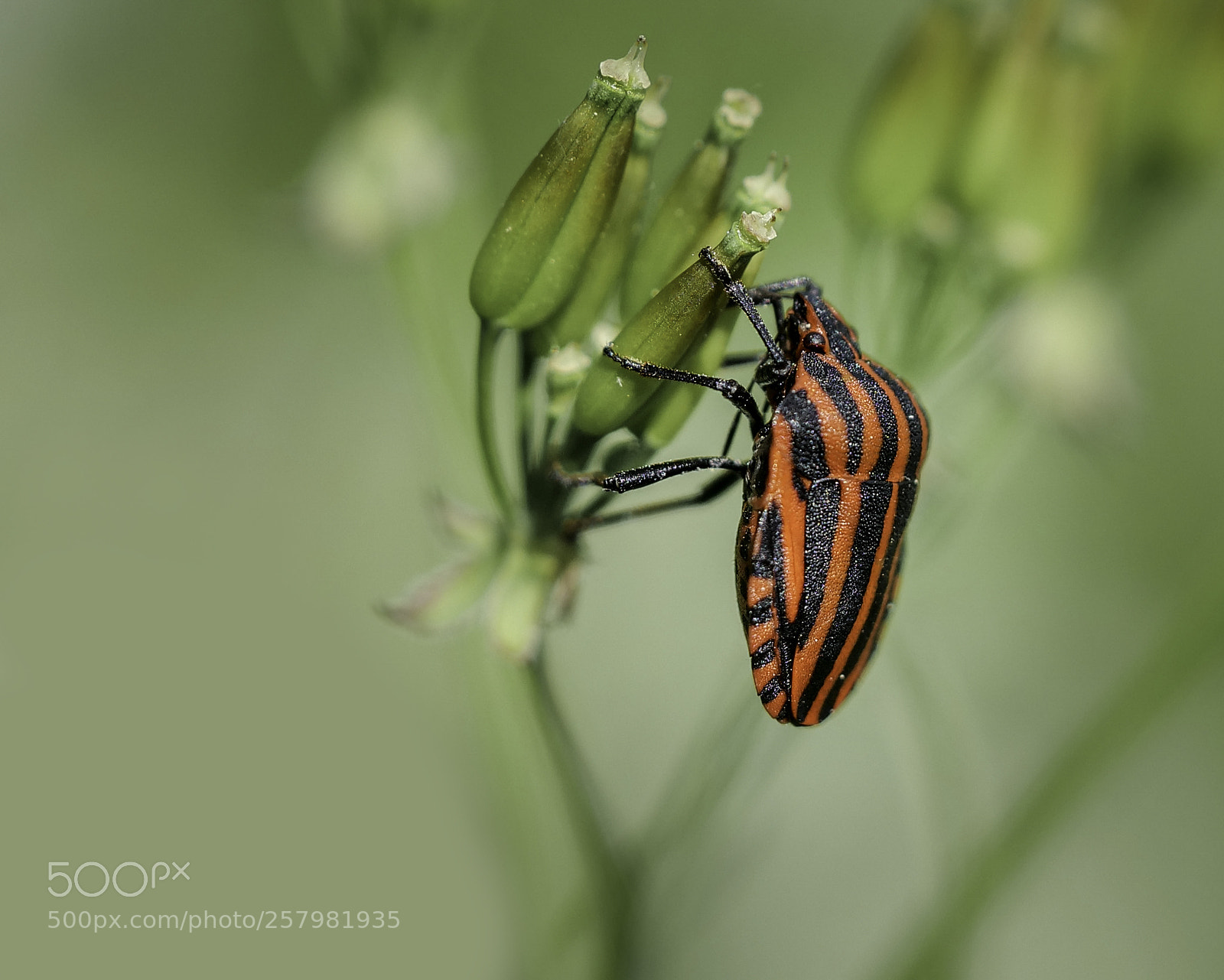 Panasonic Lumix DC-G9 sample photo. Streifenwanze (graphosoma lineatum) photography