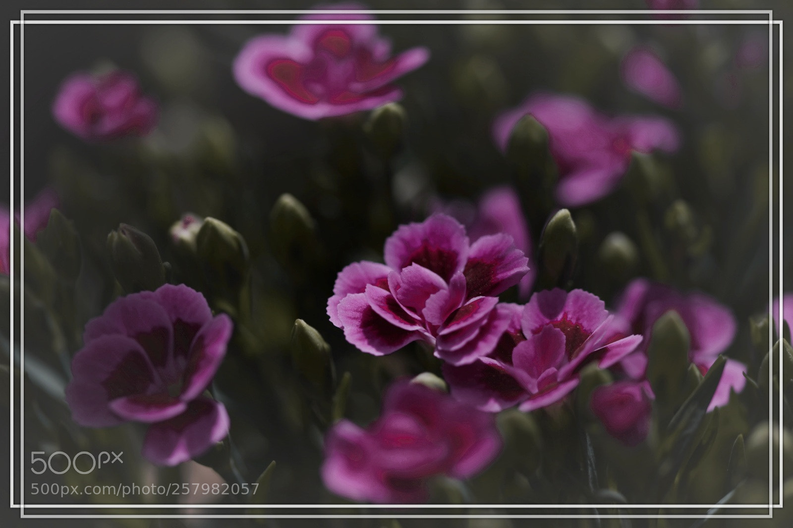 Nikon D5500 sample photo. Little carnation photography