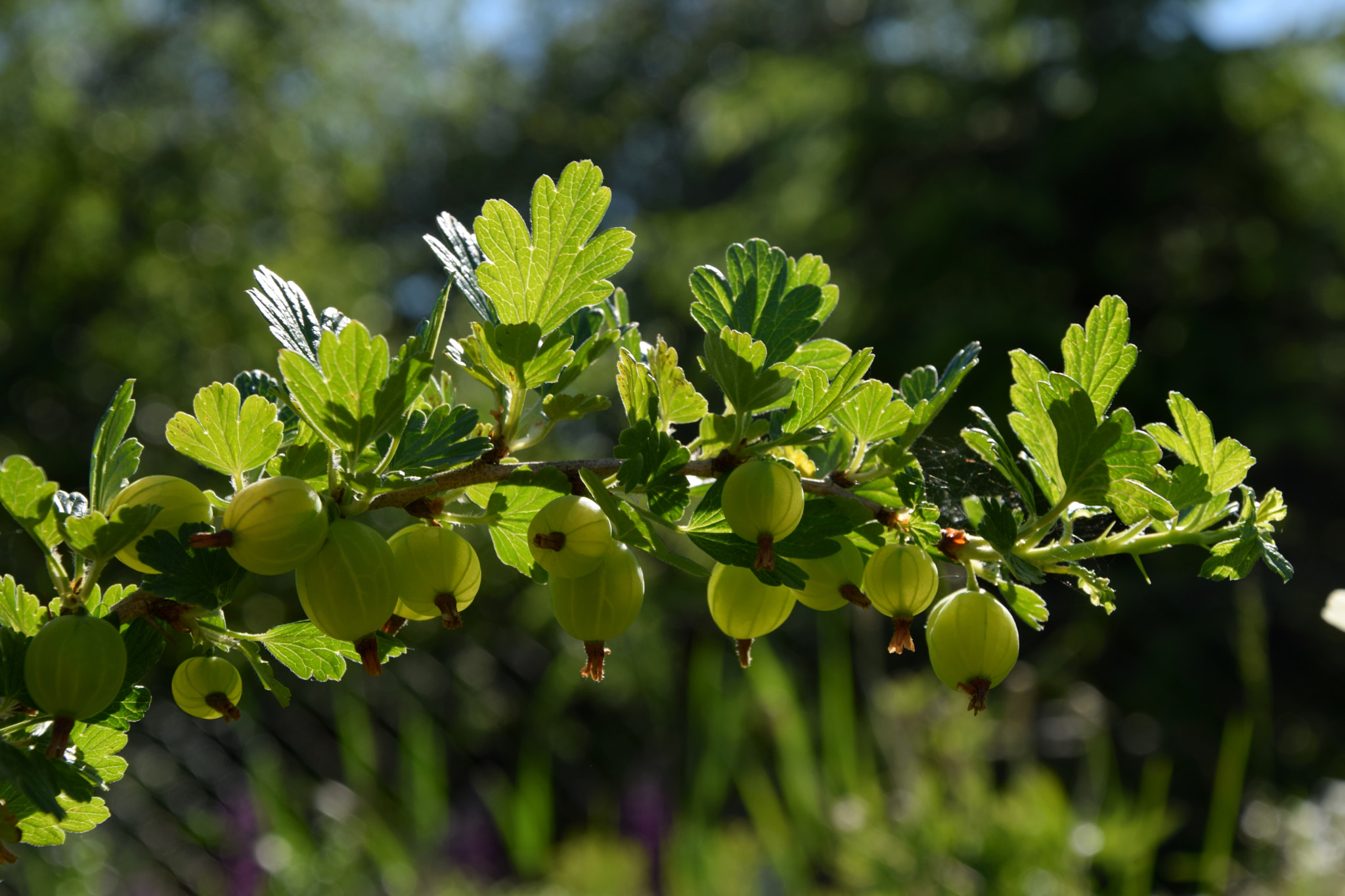 Nikon D3300 sample photo. Gooseberry photography