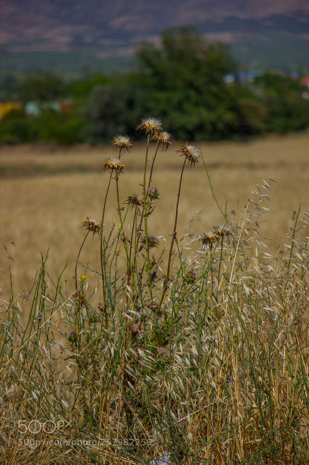 Canon EOS 600D (Rebel EOS T3i / EOS Kiss X5) sample photo. Img photography