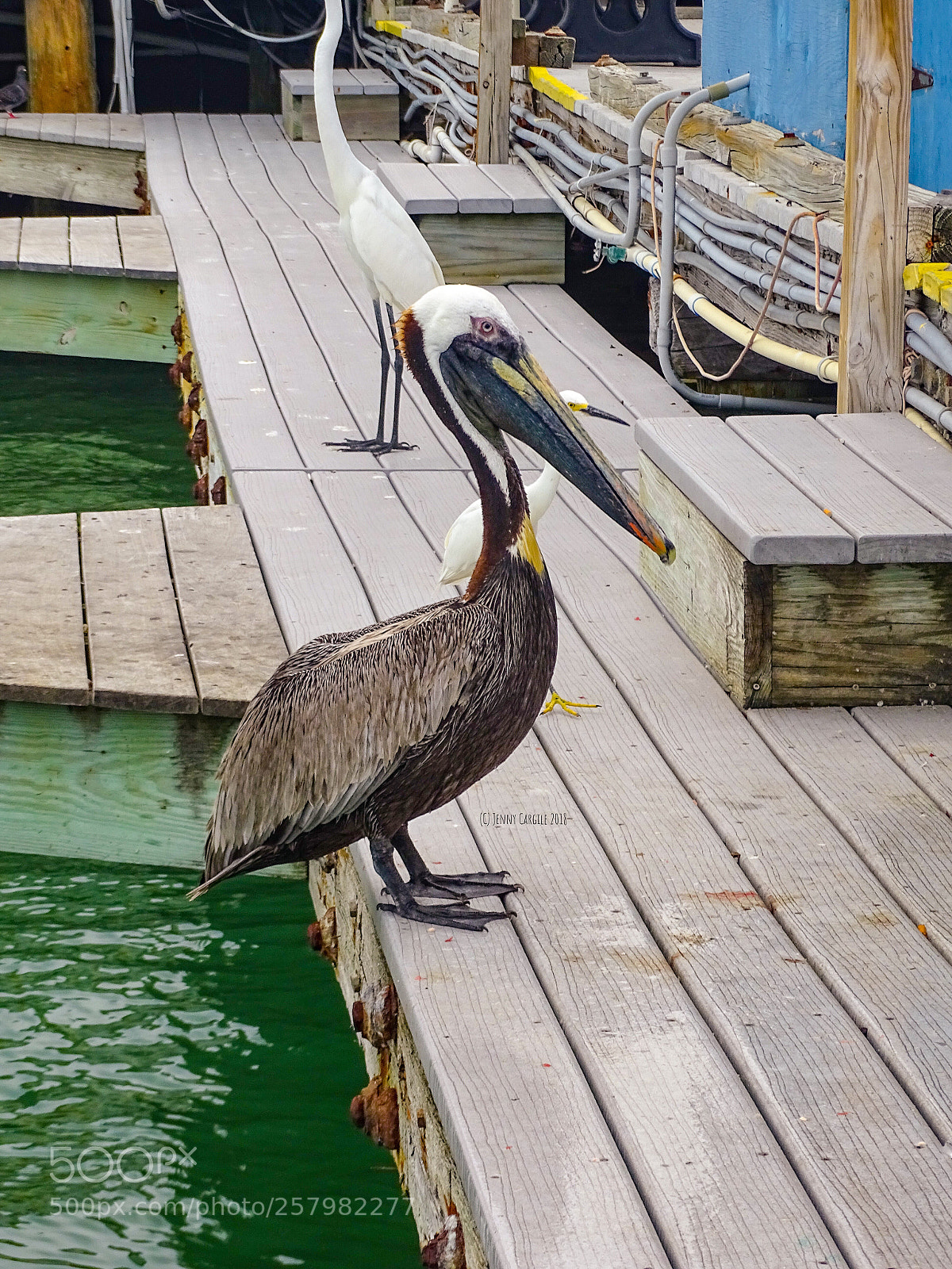 Sony Cyber-shot DSC-HX400V sample photo. Brown pelican  photography