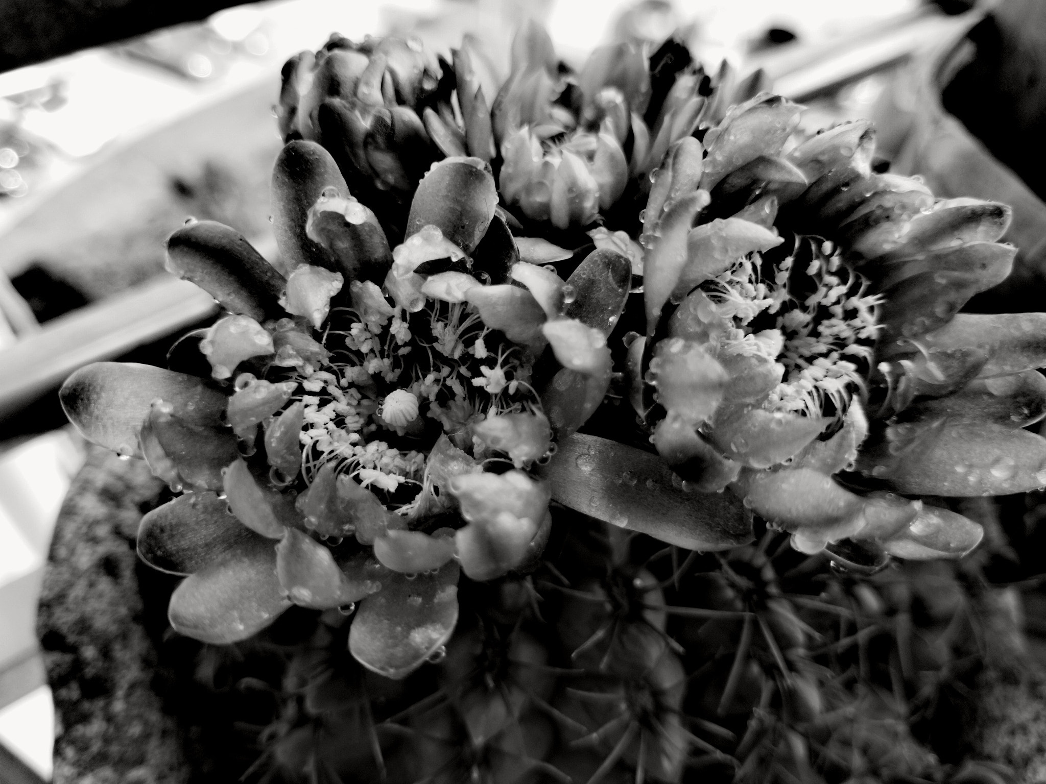 HUAWEI Honor 10 sample photo. Flowers photography