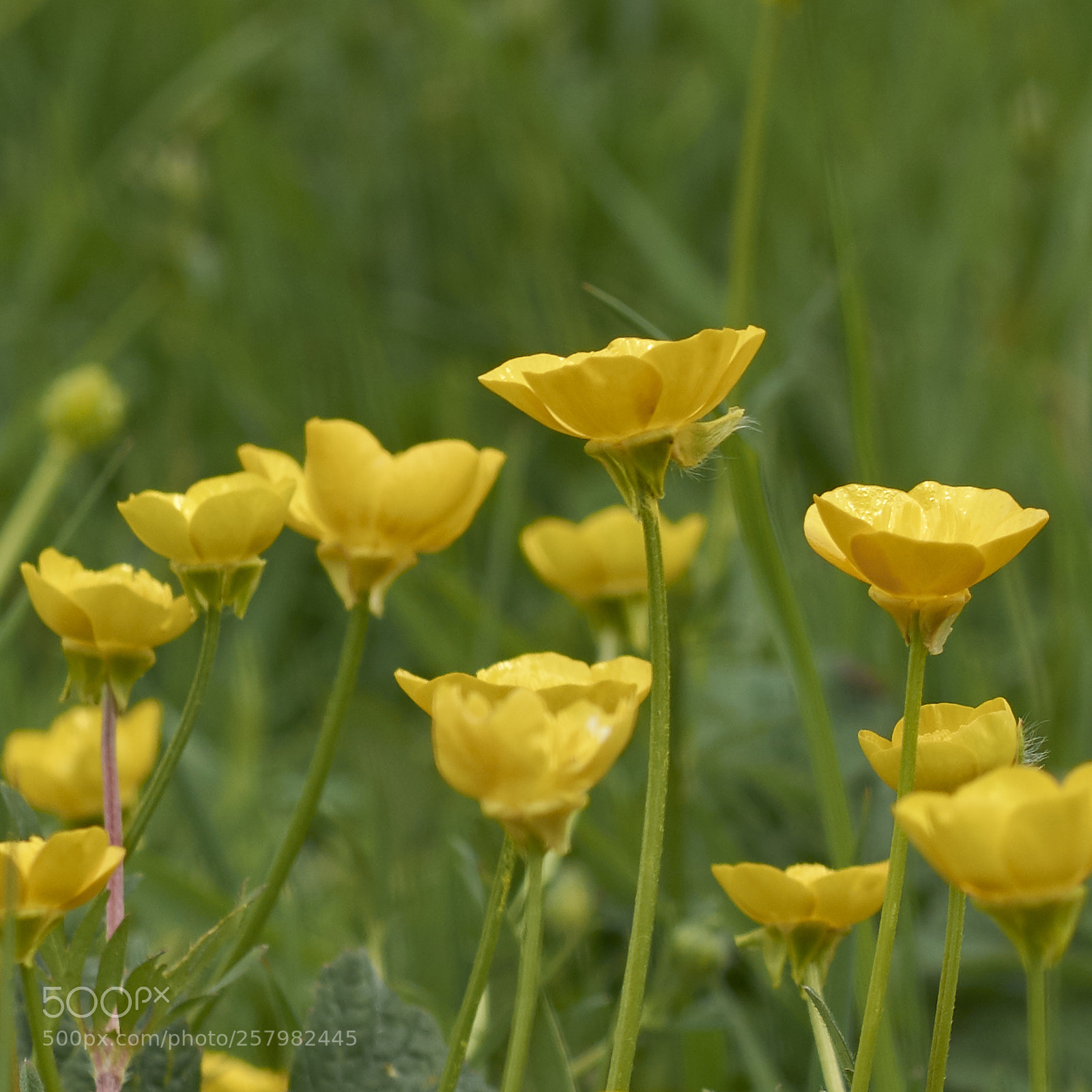 Nikon D7200 sample photo. Buttercups photography