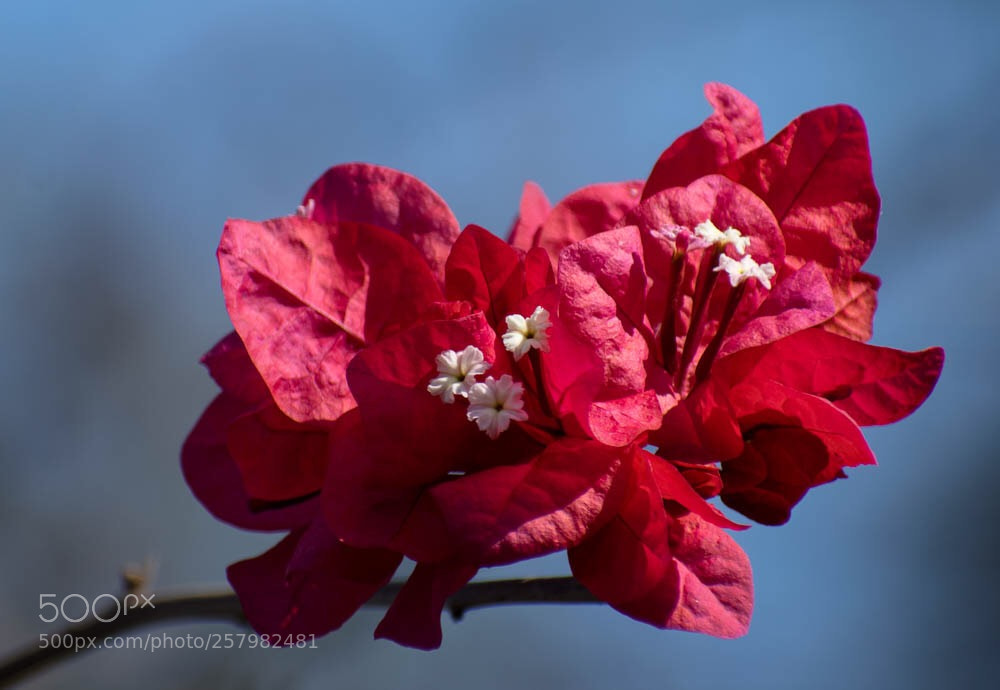 Nikon D5300 sample photo. Bougainvillea blossom  photography