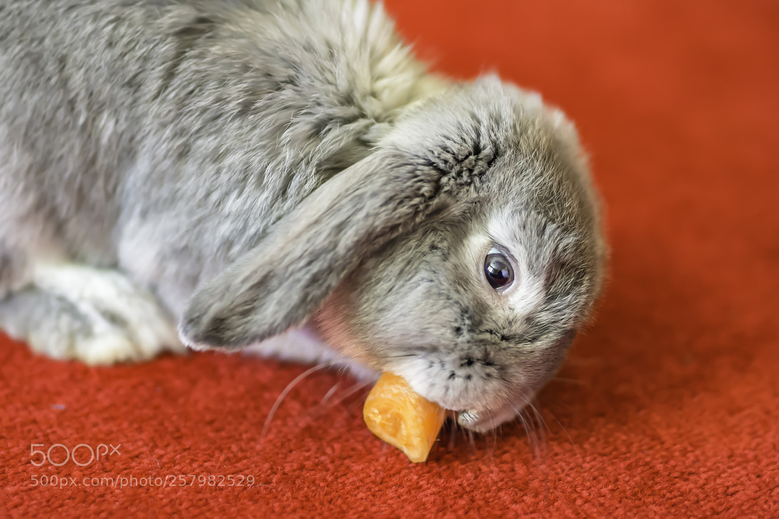 Nikon D7200 sample photo. Rabbit on red carpet photography