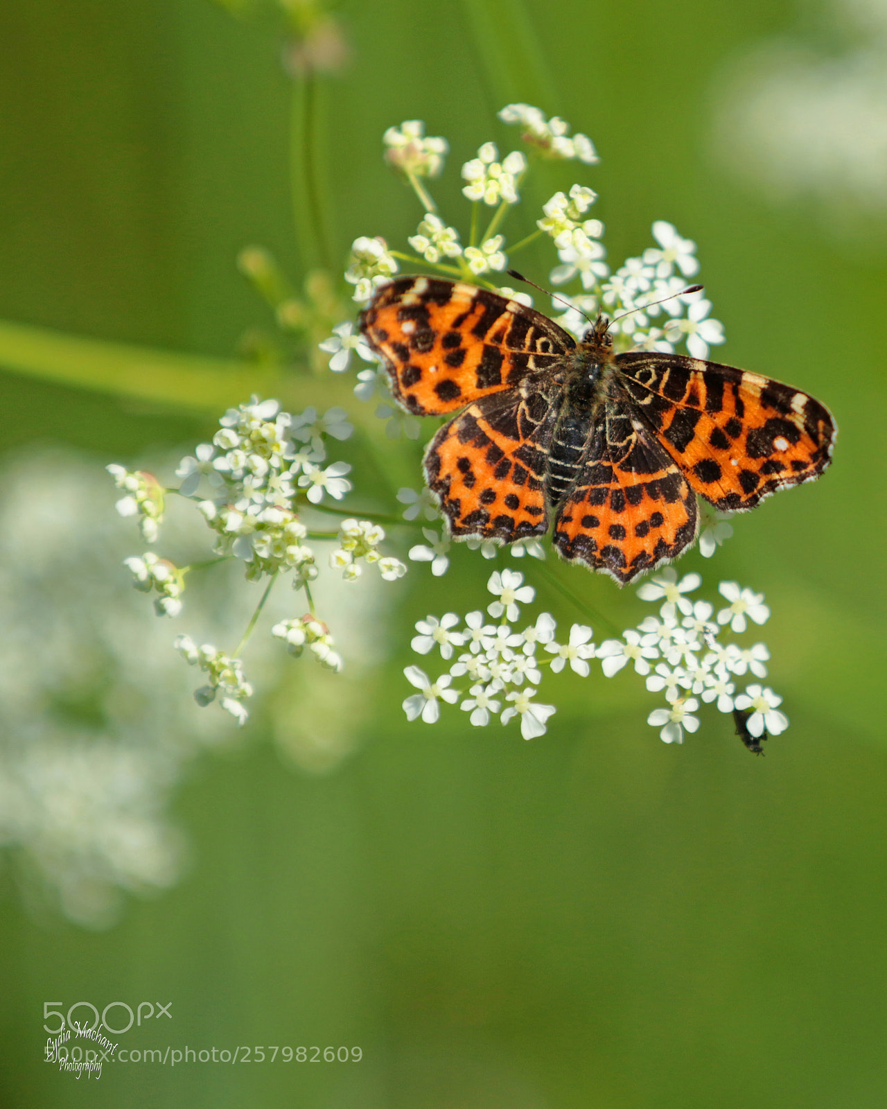 Canon EOS 7D Mark II sample photo. Butterflies in the fields photography
