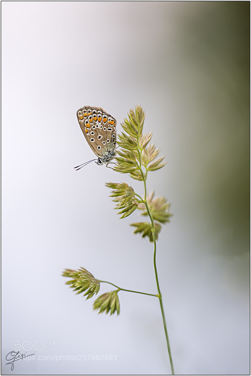 Nikon D610 sample photo. Polyommatus thersites photography