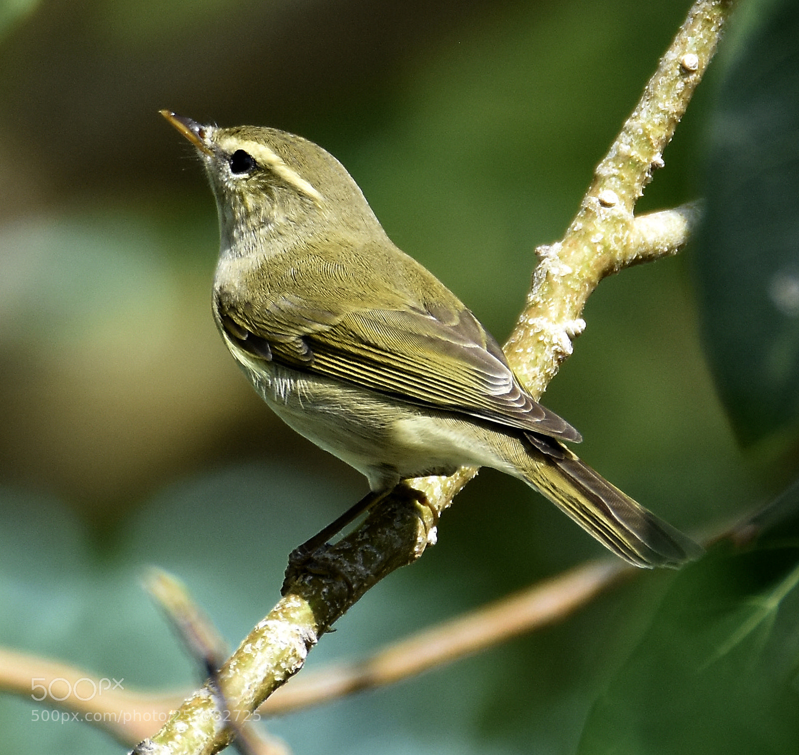 Nikon D7200 sample photo. Green warbler in worn photography