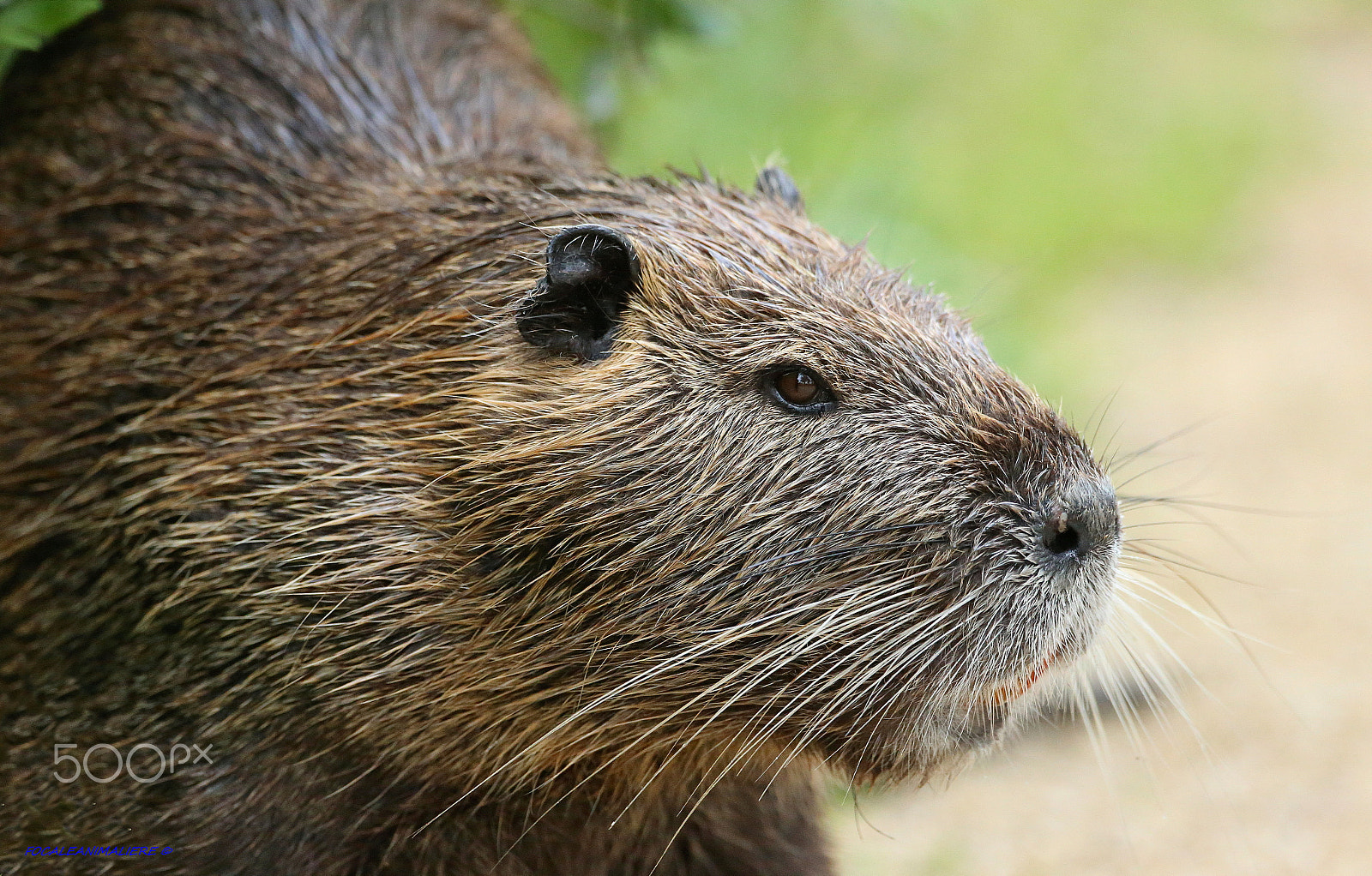 Canon EOS-1D X + Canon EF 500mm F4L IS USM sample photo. Focaleanimaliere © photography