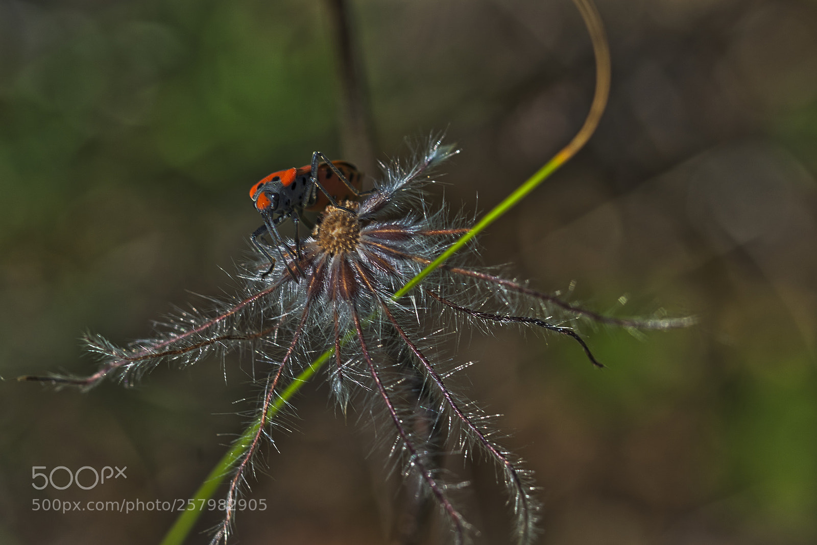 Sony ILCA-77M2 sample photo. Ritterwanze photography