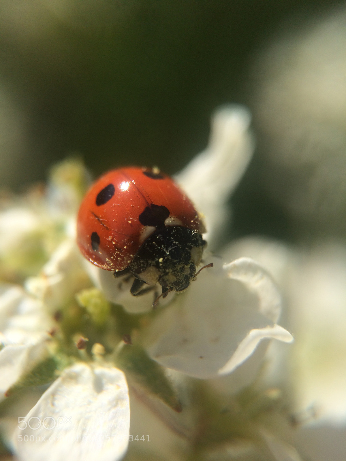 Apple iPhone 5s sample photo. Small creatures  photography