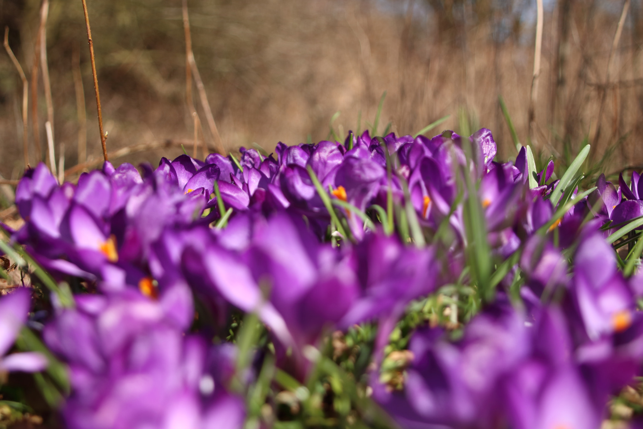 Canon EOS 750D (EOS Rebel T6i / EOS Kiss X8i) + Canon TS-E 90mm F2.8 Tilt-Shift sample photo. Flower photography