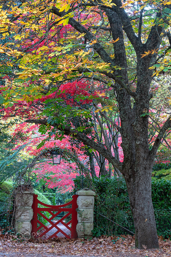 Nikon D750 sample photo. Welcome to the fairy photography