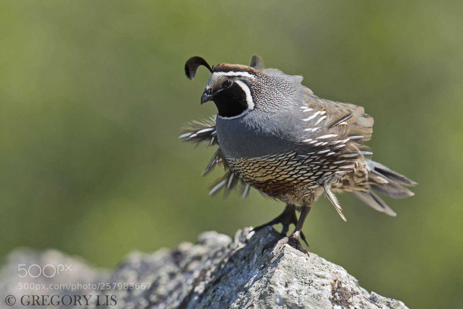 Nikon D810 sample photo. California quail photography