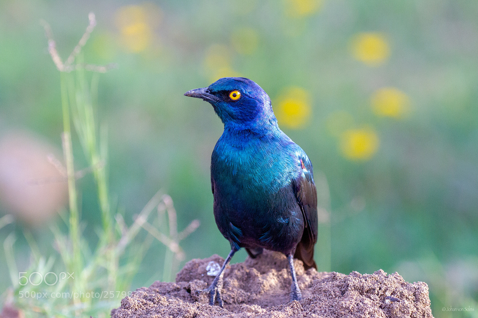 Canon EOS 7D sample photo. Starling photography