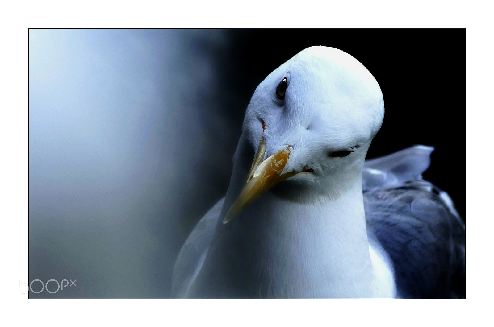 Panasonic Lumix DMC-FZ1000 sample photo. La mouette photography