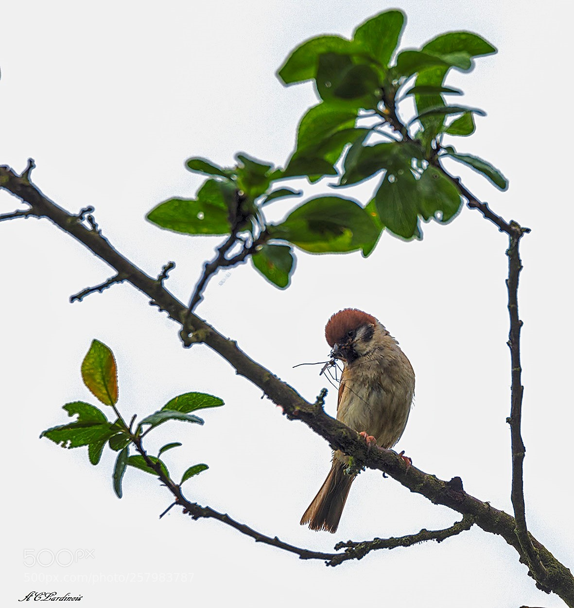 Canon EOS 5D Mark IV sample photo. Sur sa branche photography