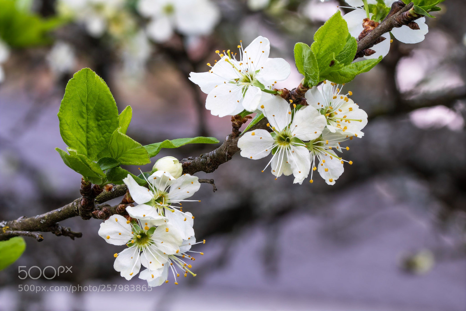 Sony a6300 sample photo. Plum tree prunus domestica photography
