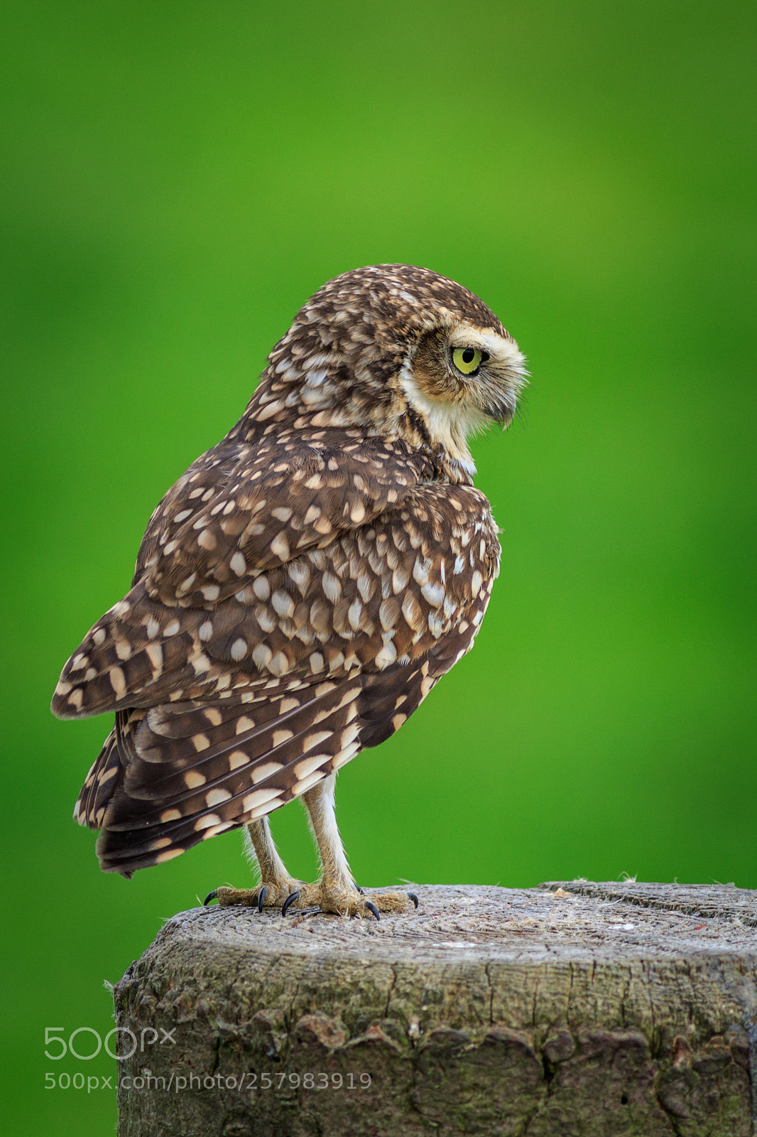 Canon EOS 7D Mark II sample photo. Burrowing owl (athene cunicularia) photography