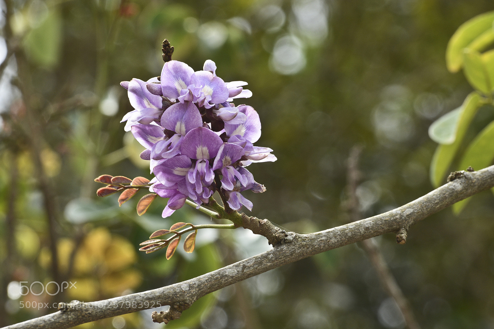 Nikon D7100 sample photo. A bela iluminada. photography