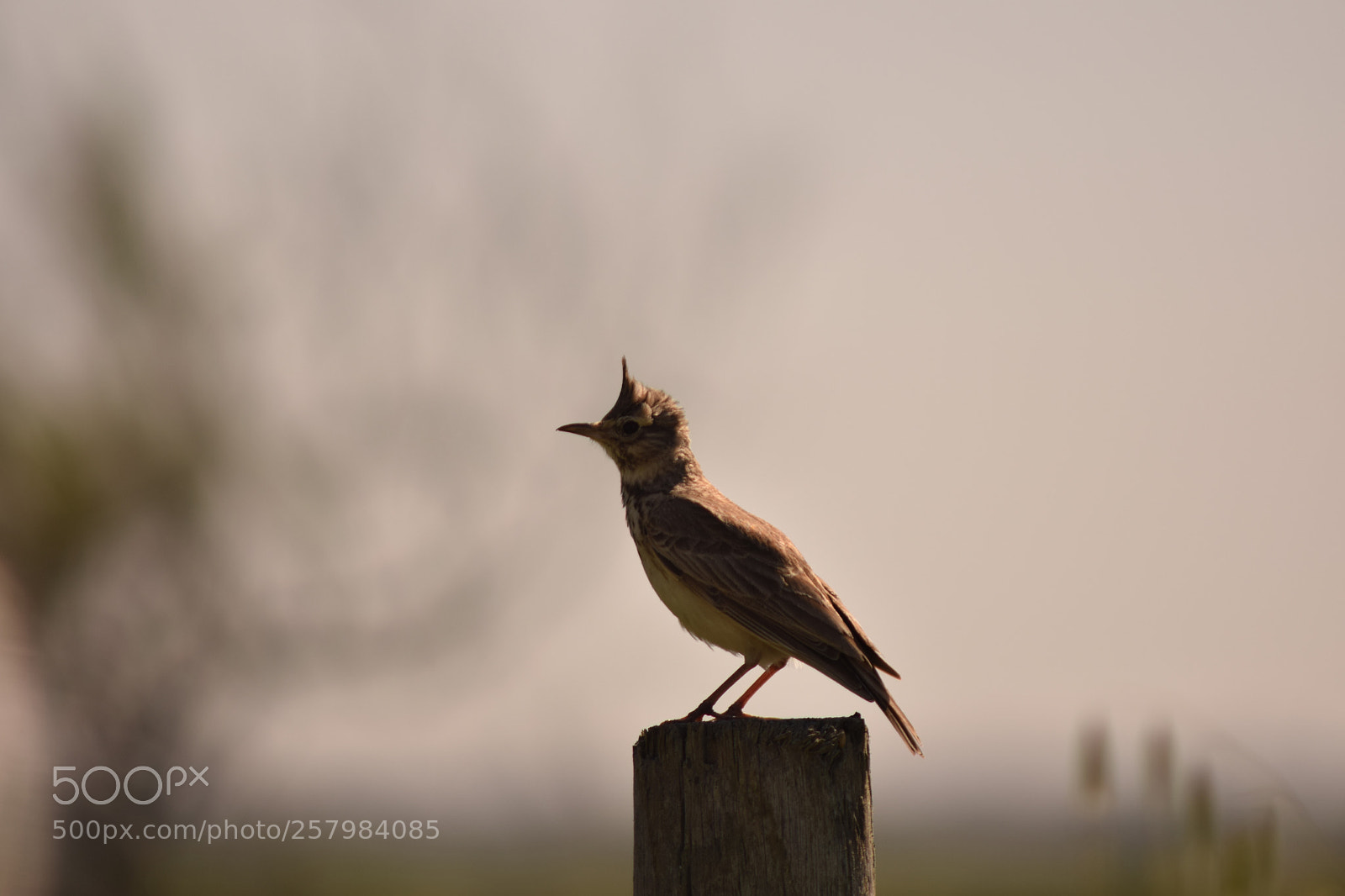 Nikon D3300 sample photo. Like a bird photography