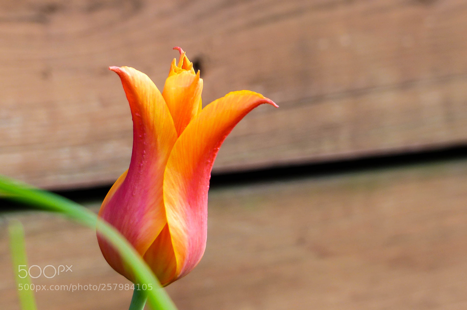 Panasonic Lumix DMC-FZ200 sample photo. Curves photography