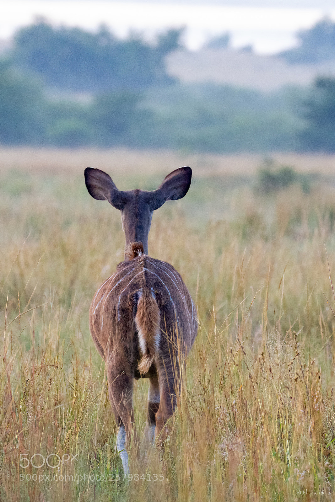 Canon EOS 7D sample photo. Young kudu photography