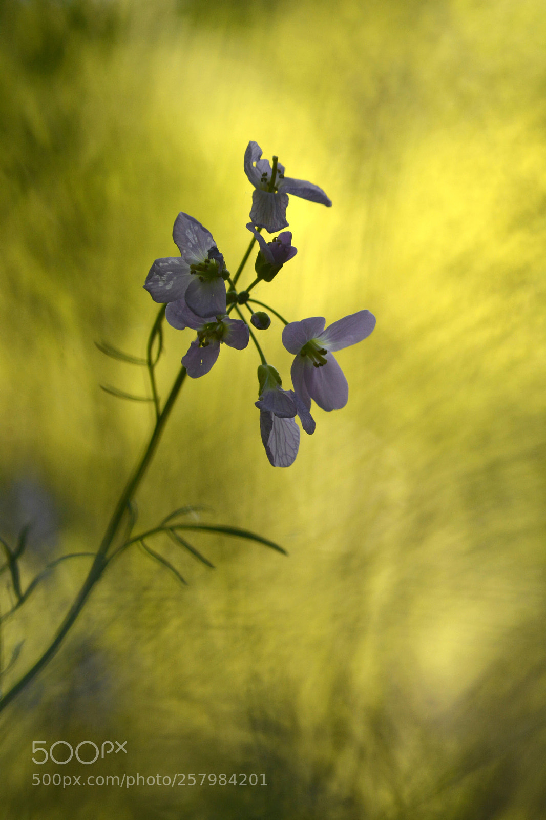Nikon D7100 sample photo. In the shade of photography