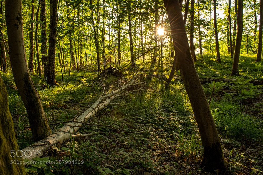 Nikon D750 sample photo. Forest in spring photography