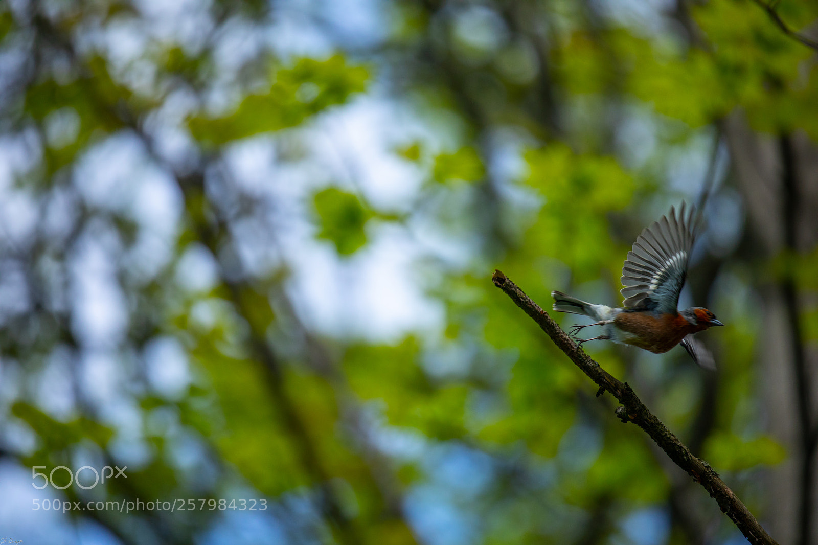 Canon EOS 5D Mark IV sample photo. Leap of faith photography