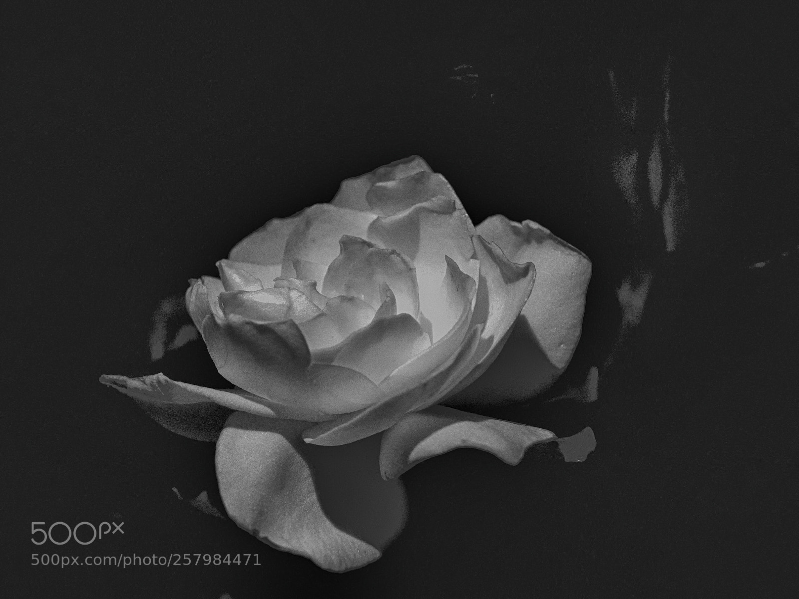 Nikon D850 sample photo. 850_1408_00001.jpg photography