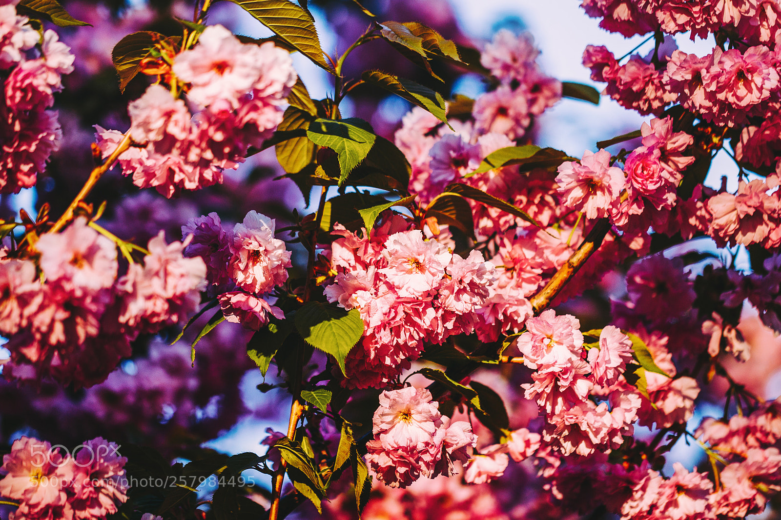 Canon EOS 6D sample photo. Sakura in blossom photography