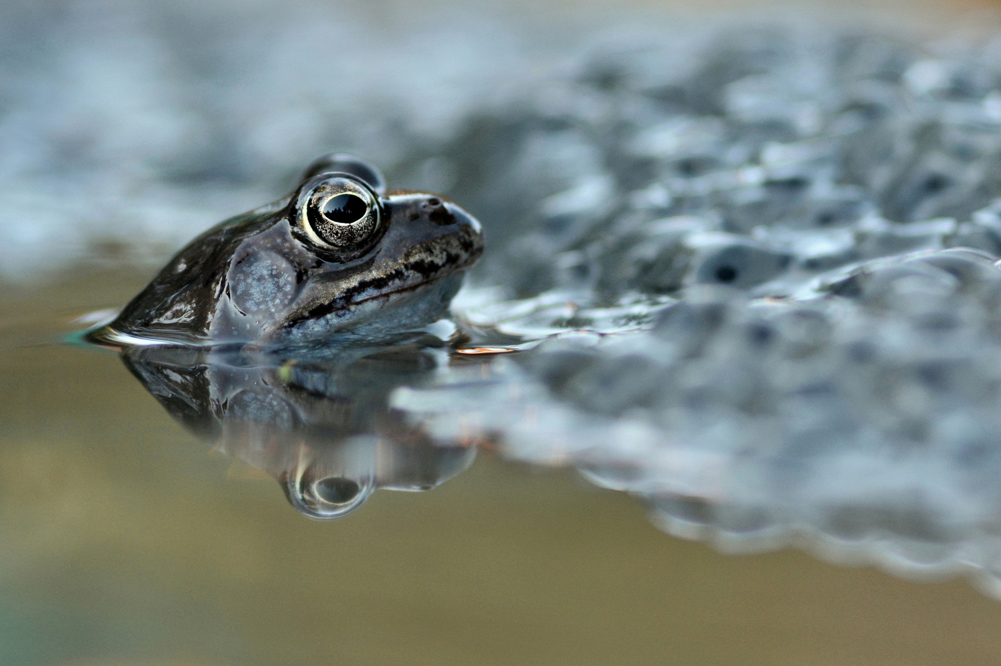 Sigma 105mm F2.8 EX DG Macro sample photo. Guardian photography