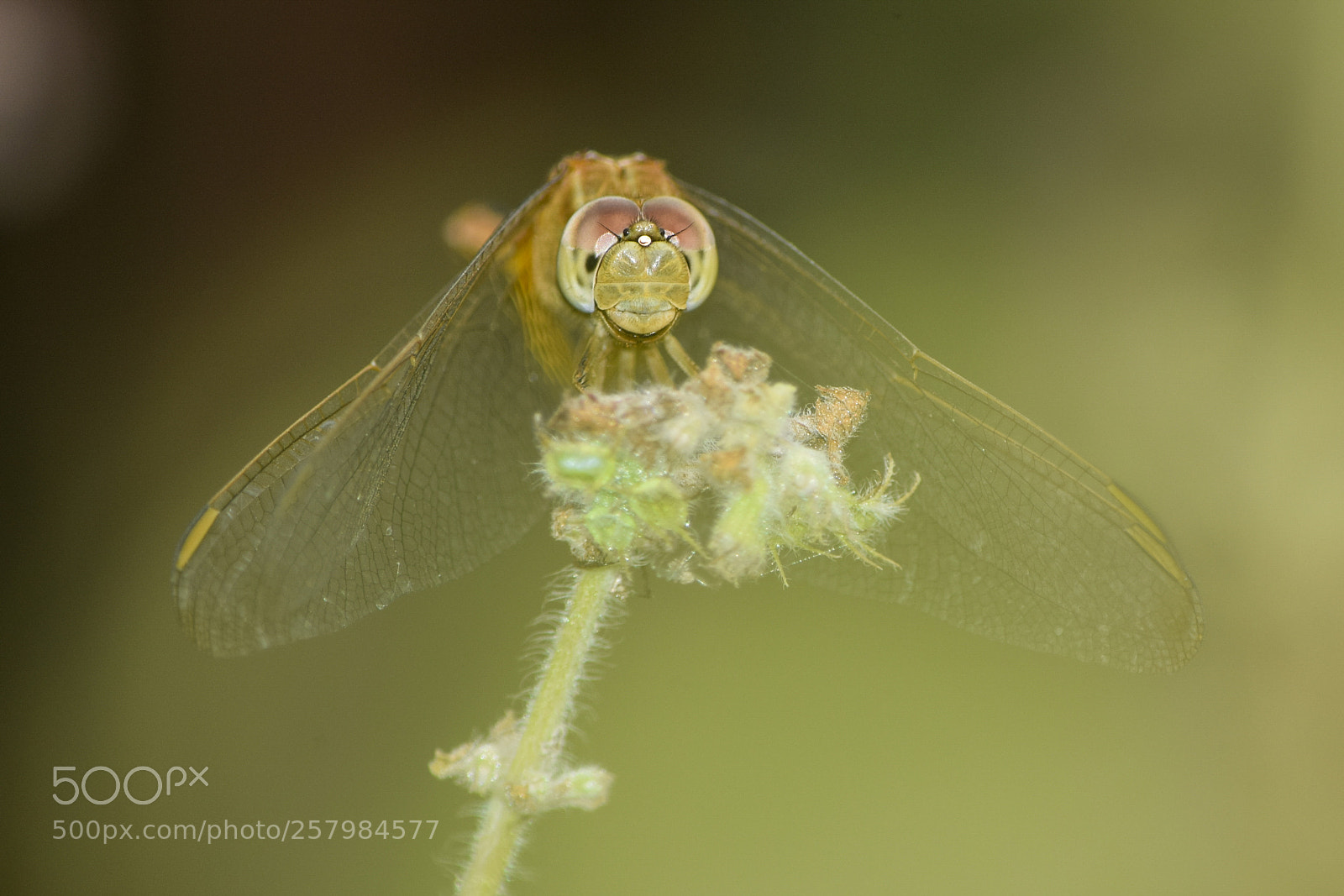 Nikon D3300 sample photo. Dragonfly photography