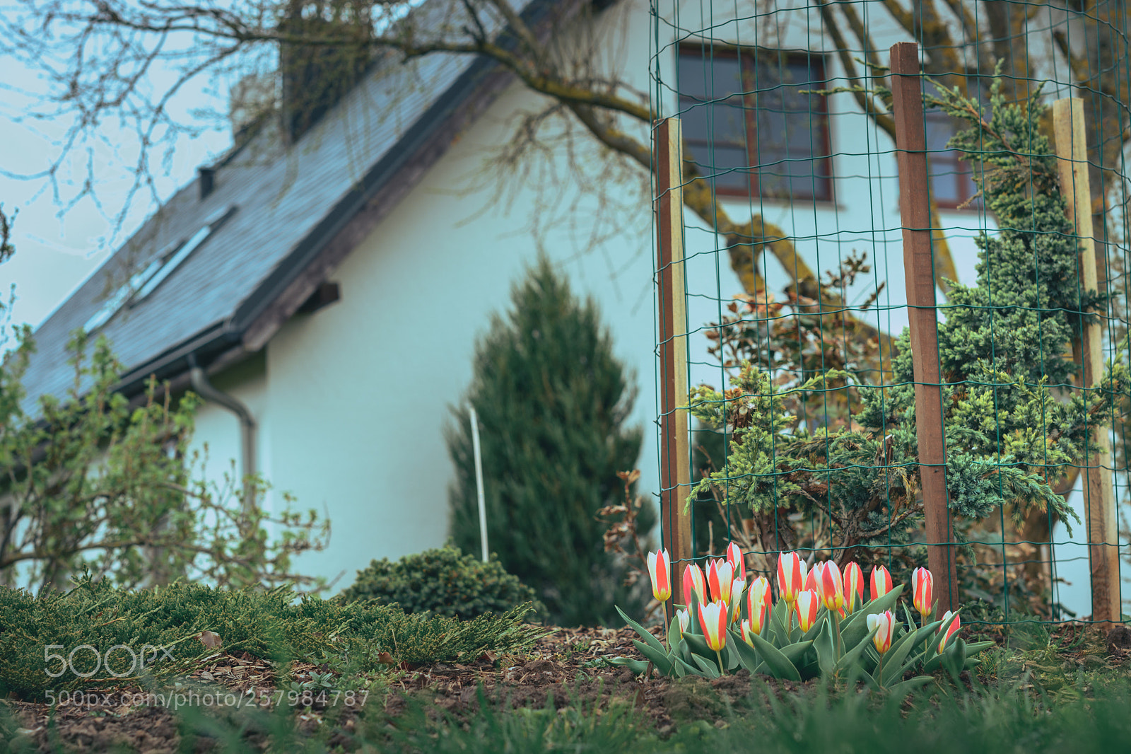 Nikon D5200 sample photo. First tulips of the photography