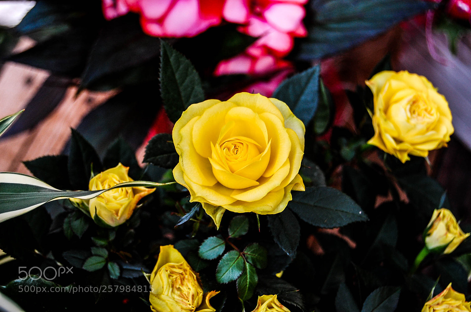 Nikon D40 sample photo. Yellow rose photography
