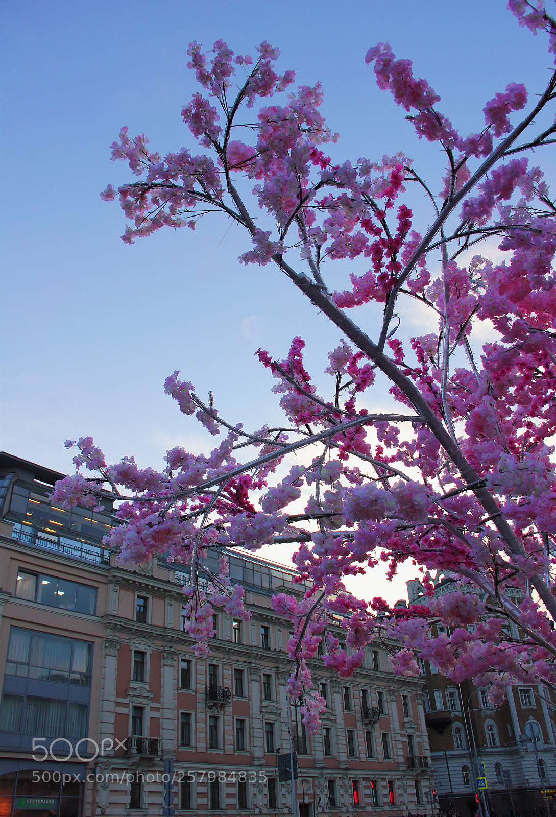 Canon EOS 550D (EOS Rebel T2i / EOS Kiss X4) sample photo. Spring in moscow photography