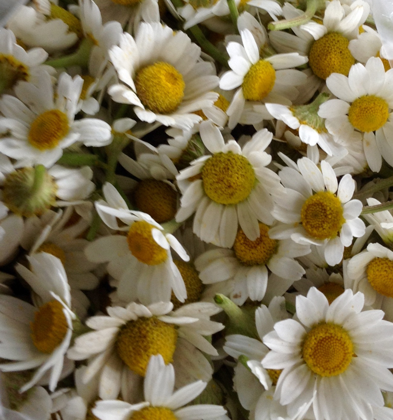 Apple iPad mini sample photo. Chamomile flower photography